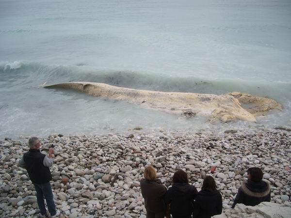 LE WHALE FALL COMMUNITIES E LE SCOPERTE PLIOCENICHE TOSCANE